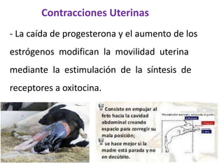 Contracciones Uterinas
- La caída de progesterona y el aumento de los
estrógenos modifican la movilidad uterina
mediante la estimulación de la síntesis de
receptores a oxitocina.
 