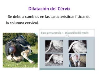 Dilatación del Cérvix
- Se debe a cambios en las características físicas de
la columna cervical.
 