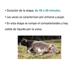• Duración de la etapa: de 30 a 40 minutos.
• Las vacas se caracterizan por echarse y pujar.
• En esta etapa se rompe el corioalantoides y hay
salida de líquido por la vulva.
 