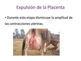 Expulsión de la Placenta
• Durante esta etapa disminuye la amplitud de
las contracciones uterinas.
 