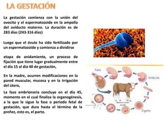 La gestación comienza con la unión del
ovocito y el espermatozoide en la ampolla
del oviducto materno. La duración es de
283 días (243-316 días)
Luego que el óvulo ha sido fertilizado por
un espermatozoide y comienza a dividirse
etapa de anidamiento, un proceso de
fijación que tiene lugar gradualmente entre
el día 15 al día 40 de gestación,
En la madre, ocurren modificaciones en la
pared muscular, mucosa y en la irrigación
del útero,
La fase embrionaria concluye en el día 45,
momento en el cual finaliza la organogénesis,
a la que le sigue la fase o periodo fetal de
gestación, que dura hasta el término de la
preñez, esto es, el parto.
 