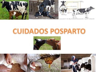 gestacion y parto.pptx