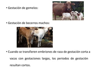 • Gestación de gemelos:
• Gestación de becerros machos:
• Cuando se transfieren embriones de raza de gestación corta a
vacas con gestaciones largas, los periodos de gestación
resultan cortos.
 