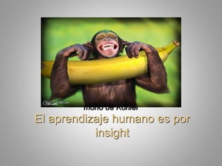 El aprendizaje humano es por insightmono de Köhler