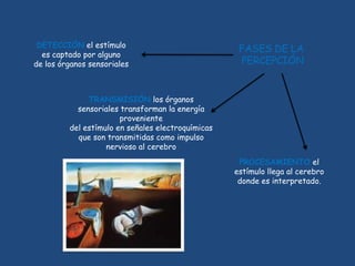 DETECCIÓN el estímulo
                                                    FASES DE LA
  es captado por alguno
de los órganos sensoriales                          PERCEPCIÓN


              TRANSMISIÓN los órganos
           sensoriales transforman la energía
                       proveniente
         del estímulo en señales electroquímicas
           que son transmitidas como impulso
                   nervioso al cerebro
                                                    PROCESAMIENTO el
                                                   estímulo llega al cerebro
                                                    donde es interpretado.
 