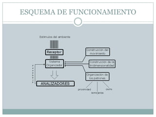 ESQUEMA DE FUNCIONAMIENTO
 