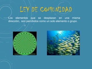LEY DE COMUNIDAD
Los elementos que se desplazan en una misma dirección,
son percibidos como un solo elemento o grupo.

 