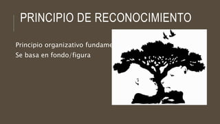 PRINCIPIO DE RECONOCIMIENTO
Principio organizativo fundamental
Se basa en fondo/figura
 