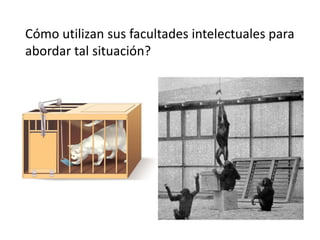 Cómo utilizan sus facultades intelectuales para
abordar tal situación?
 