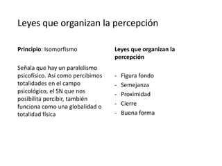 Leyes que organizan la percepción
Principio: Isomorfismo
Señala que hay un paralelismo
psicofísico. Así como percibimos
totalidades en el campo
psicológico, el SN que nos
posibilita percibir, también
funciona como una globalidad o
totalidad física
Leyes que organizan la
percepción
- Figura fondo
- Semejanza
- Proximidad
- Cierre
- Buena forma
 