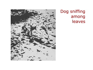 Dog sniffing among leaves 