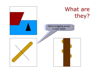 What are they? Worm wriggling across a razor blade 