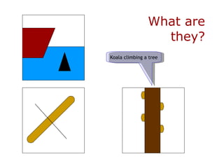 What are they? Koala climbing a tree 