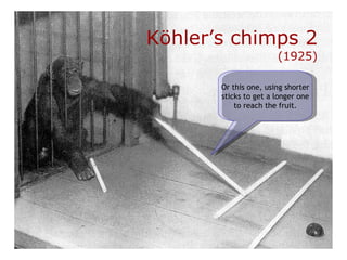 K öhler’s chimps 2 (1925) Or this one, using shorter sticks to get a longer one to reach the fruit. 