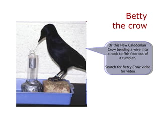 Betty  the crow Or this New Caledonian  Crow bending a wire into a hook to fish food out of a tumbler. Search for  Betty Crow video for video 