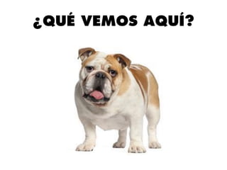¿QUÉ VEMOS AQUÍ?
 