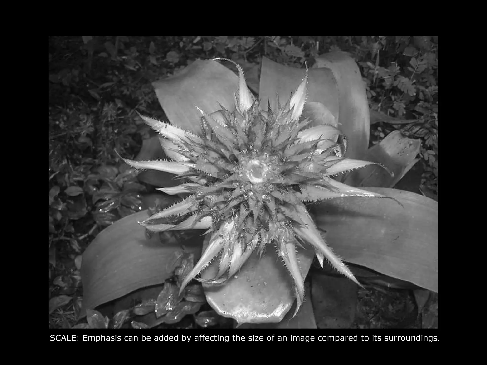 SCALE: Emphasis can be added by affecting the size of an image compared to its surroundings. 