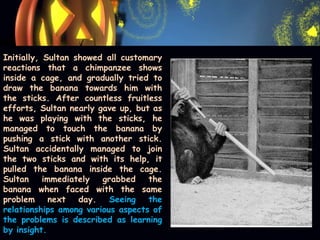 Initially, Sultan showed all customary
reactions that a chimpanzee shows
inside a cage, and gradually tried to
draw the banana towards him with
the sticks. After countless fruitless
efforts, Sultan nearly gave up, but as
he was playing with the sticks, he
managed to touch the banana by
pushing a stick with another stick.
Sultan accidentally managed to join
the two sticks and with its help, it
pulled the banana inside the cage.
Sultan immediately grabbed the
banana when faced with the same
problem next day. Seeing the
relationships among various aspects of
the problems is described as learning
by insight.
 