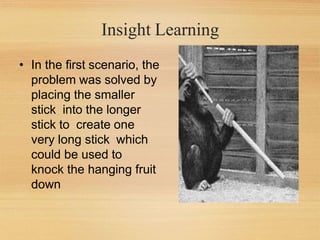 Insight Learning
• In the first scenario, the
problem was solved by
placing the smaller
stick into the longer
stick to create one
very long stick which
could be used to
knock the hanging fruit
down
 