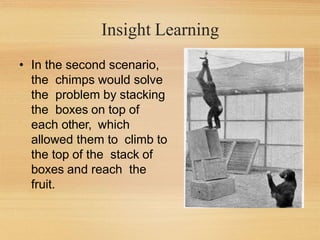 Insight Learning
• In the second scenario,
the chimps would solve
the problem by stacking
the boxes on top of
each other, which
allowed them to climb to
the top of the stack of
boxes and reach the
fruit.
 