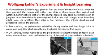Wolfgang kohler’s Experiment & Insight Learning
• In his experiment, Kohler hung a piece of fruit just out of the reach of each chimp. He
then provided the chimps with either two sticks or three boxes, then waited and
watched. Kohler noticed that after the chimps realized they could not simply reach or
jump up to retrieve the fruit, they stopped, had a seat, and thought about how they
might solve the problem. Then after a few moments, the chimps stood up and
proceeded to solve the problem.
• In first scenario, the problem was solved by placing smaller stick into longer stick to
create one long stick which could be used to knock the hanging fruit down.
• In 2nd scenario, chimps would solve the problem by stacking the boxes on top of each
other, which allowed them to climb to the top of the stack of boxes and reach the fruit.
1 2
 