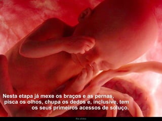 Ria slides Nesta etapa já mexe os braços e as pernas,  pisca os olhos, chupa os dedos e, inclusive, tem  os seus primeiros acessos de soluço.  