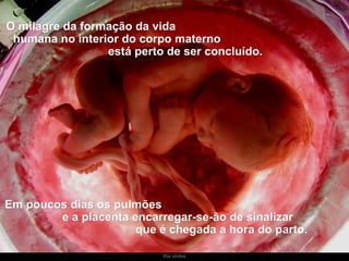 Ria slides O milagre da formação da vida  humana no interior do corpo materno  está perto de ser concluído.  Em poucos dias os pulmões  e a placenta encarregar-se-ão de sinalizar  que é chegada a hora do parto. 