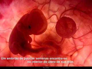 Ria slides Um embrião de poucas semanas encontra-se  no interior do útero de sua mãe. 