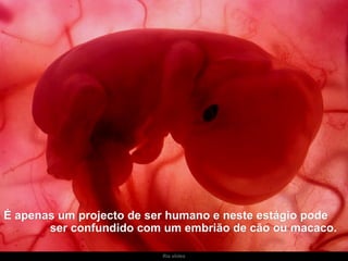 Ria slides É apenas um projecto de ser humano e neste estágio pode  ser confundido com um embrião de cão ou macaco. 