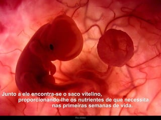 Ria slides Junto a ele encontra-se o saco vitelino,  proporcionando-lhe os nutrientes de que necessita  nas primeiras semanas de vida.  