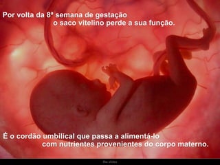 Ria slides Por volta da 8ª semana de gestação  o saco vitelino perde a sua função.  É o cordão umbilical que passa a alimentá-lo  com nutrientes provenientes do corpo materno. 
