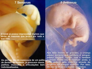 7 Semanas O bebê já possui impressões digitais que serão as mesmas que levará por toda a sua vida. As pernas são da espessura de um palito de dentes. No entanto, já possuem ossos, joelhos, músculos e articulações bem individualizados. 8 Semanas Aos dois meses de gravidez, a criança possui coração que bombeia o sangue; possui cérebro, fígado, rins e também pulmões. Estes não funcionam ainda, o bebê respira pelo intestino através do oxigênio do sangue materno. Por isso, ele não se afoga no líquido amniótico.  
