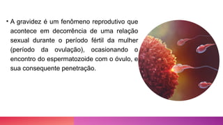 • A gravidez é um fenômeno reprodutivo que
acontece em decorrência de uma relação
sexual durante o período fértil da mulher
(período da ovulação), ocasionando o
encontro do espermatozoide com o óvulo, e
sua consequente penetração.
 