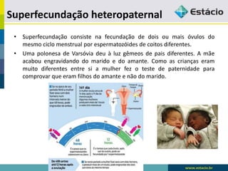 Superfecundação heteropaternal
• Superfecundação consiste na fecundação de dois ou mais óvulos do
mesmo ciclo menstrual por espermatozóides de coitos diferentes.
• Uma polonesa de Varsóvia deu à luz gêmeos de pais diferentes. A mãe
acabou engravidando do marido e do amante. Como as crianças eram
muito diferentes entre si a mulher fez o teste de paternidade para
comprovar que eram filhos do amante e não do marido.
 
