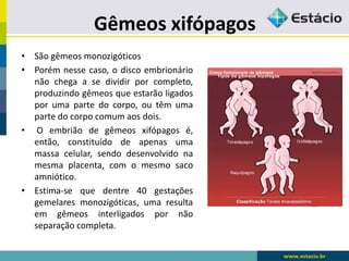 Gêmeos xifópagos
• São gêmeos monozigóticos
• Porém nesse caso, o disco embrionário
não chega a se dividir por completo,
produzindo gêmeos que estarão ligados
por uma parte do corpo, ou têm uma
parte do corpo comum aos dois.
• O embrião de gêmeos xifópagos é,
então, constituído de apenas uma
massa celular, sendo desenvolvido na
mesma placenta, com o mesmo saco
amniótico.
• Estima-se que dentre 40 gestações
gemelares monozigóticas, uma resulta
em gêmeos interligados por não
separação completa.
 