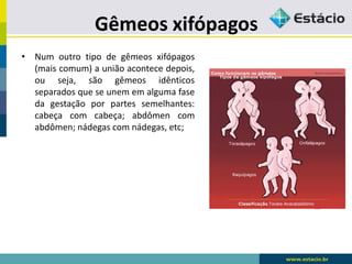 Gêmeos xifópagos
• Num outro tipo de gêmeos xifópagos
(mais comum) a união acontece depois,
ou seja, são gêmeos idênticos
separados que se unem em alguma fase
da gestação por partes semelhantes:
cabeça com cabeça; abdômen com
abdômen; nádegas com nádegas, etc;
 