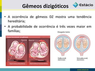 Gêmeos dizigóticos
• A ocorrência de gêmeos DZ mostra uma tendência
hereditária;
• A probabilidade de ocorrência é três vezes maior em
famílias;
 
