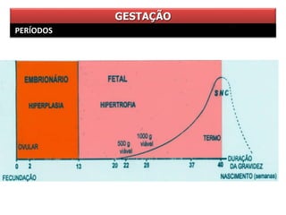 GESTAÇÃO
PERÍODOS
 