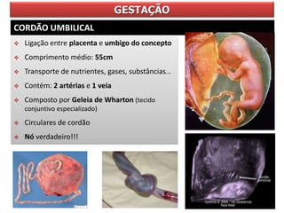 GESTAÇÃO
CORDÃO UMBILICAL
 Ligação entre placenta e umbigo do concepto
 Comprimento médio: 55cm
 Transporte de nutrientes, gases, substâncias...
 Contém: 2 artérias e 1 veia
 Composto por Geleia de Wharton (tecido
conjuntivo especializado)
 Circulares de cordão
 Nó verdadeiro!!!
 