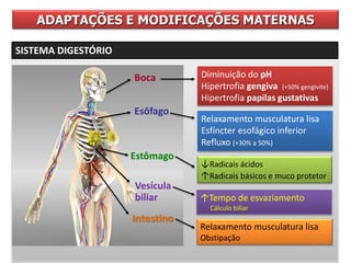  AUMENTO DA
  DÉBITO CARDÍACO
ADAPTAÇÕES E MODIFICAÇÕES MATERNAS
SISTEMA DIGESTÓRIO
Boca Diminuição do pH
Hipertrofia gengiva (+50% gengivite)
Hipertrofia papilas gustativas
Esôfago
Relaxamento musculatura lisa
Esfíncter esofágico inferior
Refluxo (+30% a 50%)
Estômago
↓Radicais ácidos
↑Radicais básicos e muco protetor
Vesícula
biliar ↑Tempo de esvaziamento
Cálculo biliar
Intestino
Relaxamento musculatura lisa
Obstipação
 