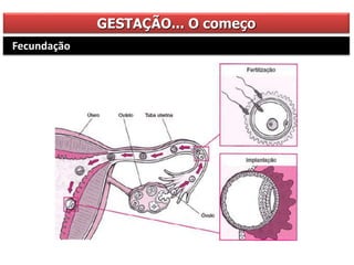 GESTAÇÃO... O começo
Fecundação
 