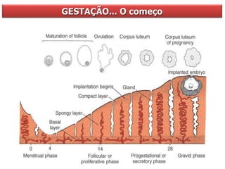 GESTAÇÃO... O começo
 