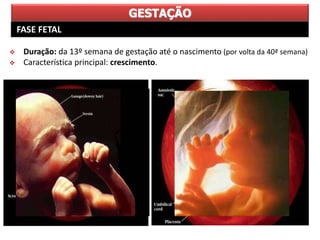 GESTAÇÃO
 Duração: da 13º semana de gestação até o nascimento (por volta da 40ª semana)
 Característica principal: crescimento.
FASE FETAL
 