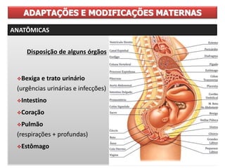 Disposição de alguns órgãos
Bexiga e trato urinário
(urgências urinárias e infecções)
Intestino
Coração
Pulmão
(respirações + profundas)
Estômago
ADAPTAÇÕES E MODIFICAÇÕES MATERNAS
ANATÔMICAS
 