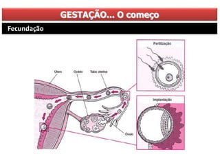 GESTAÇÃO... O começo
Fecundação
 