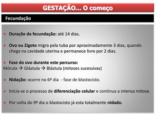 GESTAÇÃO... O começo
 Duração da fecundação: até 14 dias.
 Ovo ou Zigoto migra pela tuba por aproximadamente 3 dias, quando
chega na cavidade uterina e permanece livre por 2 dias.
 Fase do ovo durante este percurso:
Mórula  Glástula  Blástula (mitoses sucessivas)
 Nidação: ocorre no 6º dia - fase de blastocisto.
 Inicia-se o processo de diferenciação celular e continua a intensa mitose.
 Por volta do 9º dia o blastocisto já esta totalmente nidado.
Fecundação
 