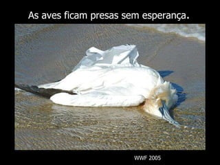 As aves ficam presas sem esperança . WWF 2005 
