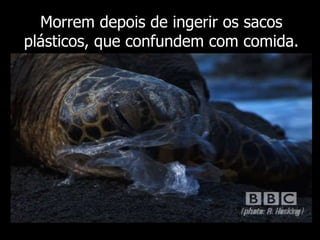 Morrem depois de ingerir os sacos plásticos, que confundem com comida. 
