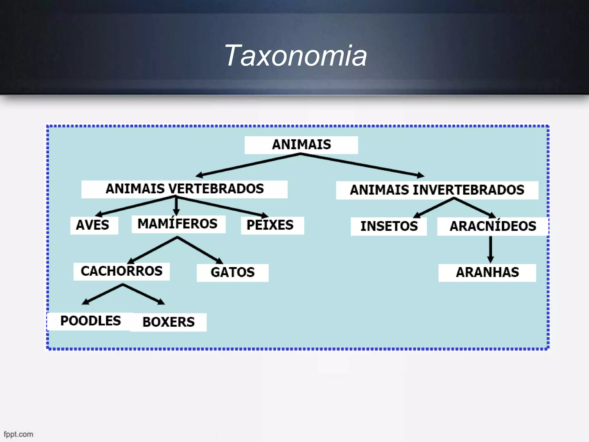 Taxonomia
 