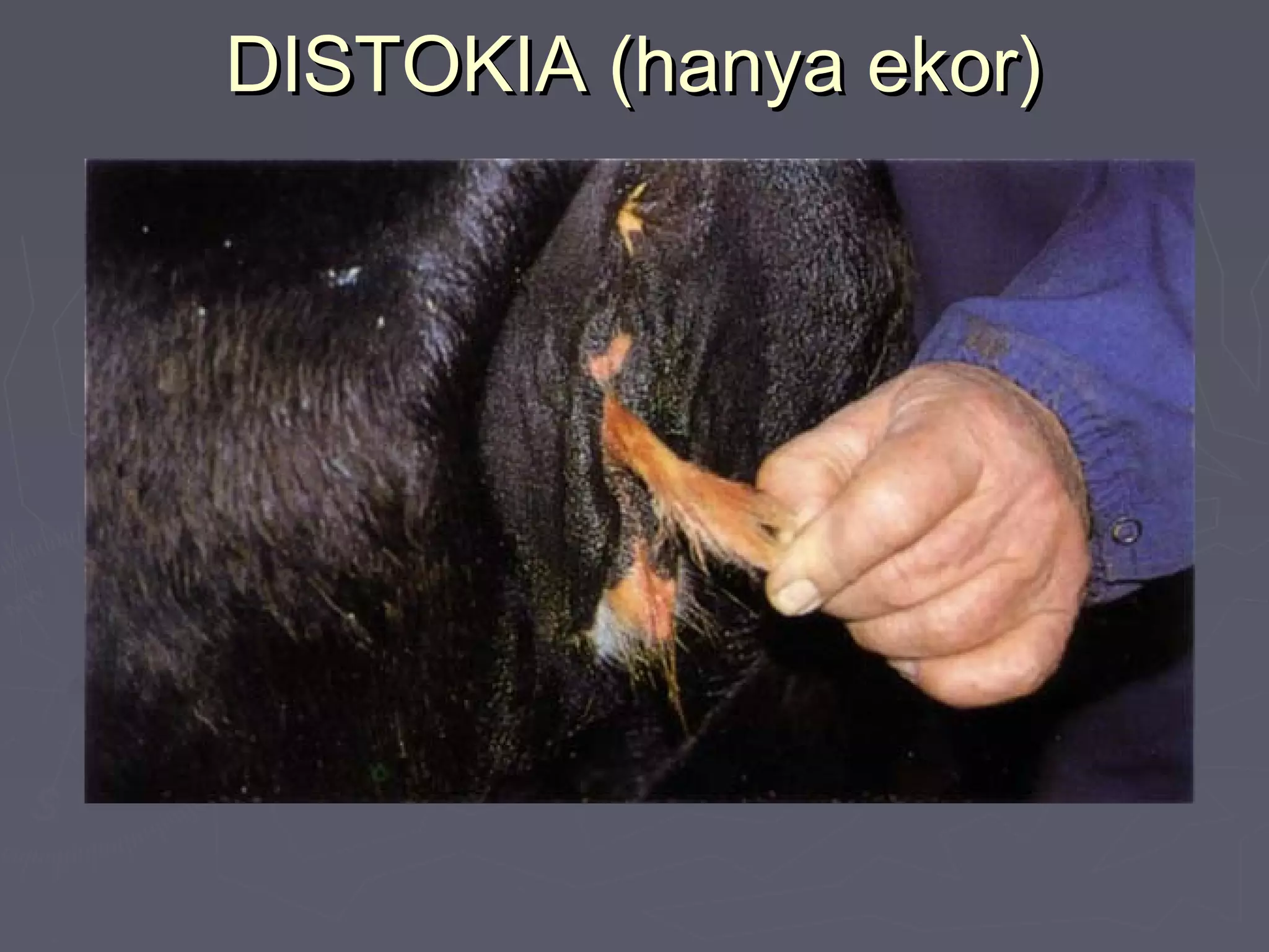 DISTOKIA (hanya ekor)DISTOKIA (hanya ekor)
 